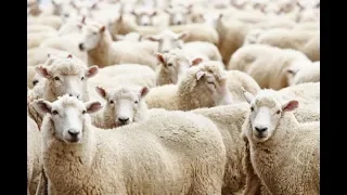 مختصر أحكام الأضحية